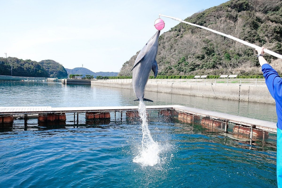 🐬 이키 돌고래 파크 앤 리조트(이키 이루카 파쿠 안도 리조토) 이미지 4